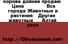 корова дойная продаю › Цена ­ 100 000 - Все города Животные и растения » Другие животные   . Алтай респ.